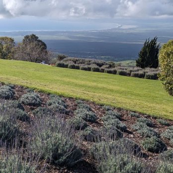 Ali'i Kula Lavender - Tours Near Me - Kula, Hawaii Ali'i Kula Lavender - Tours Near Me - Kula, Hawaii