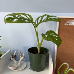 Swiss cheese plant