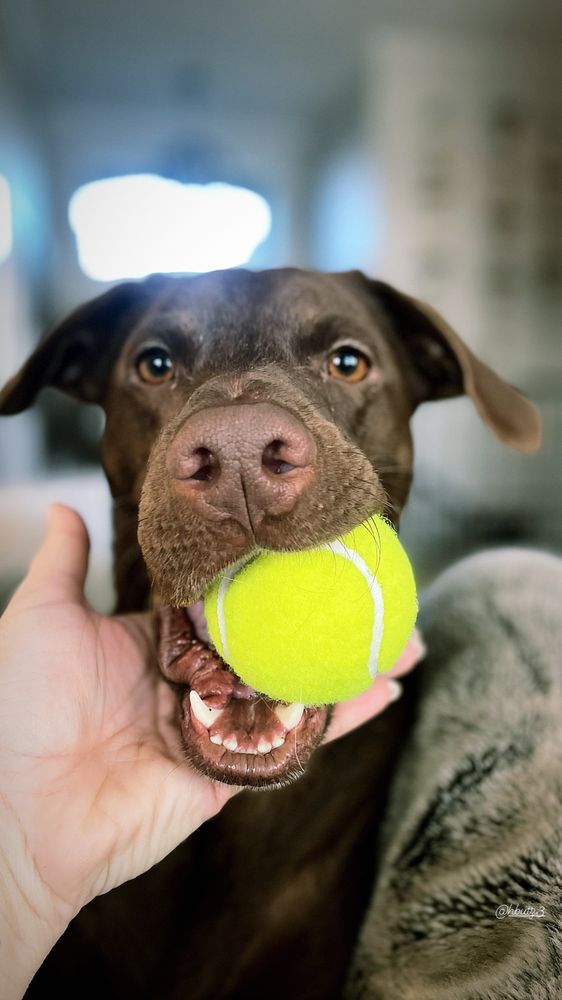 Wags & Whiskers - pet boarding facility in Overland Park, KS
