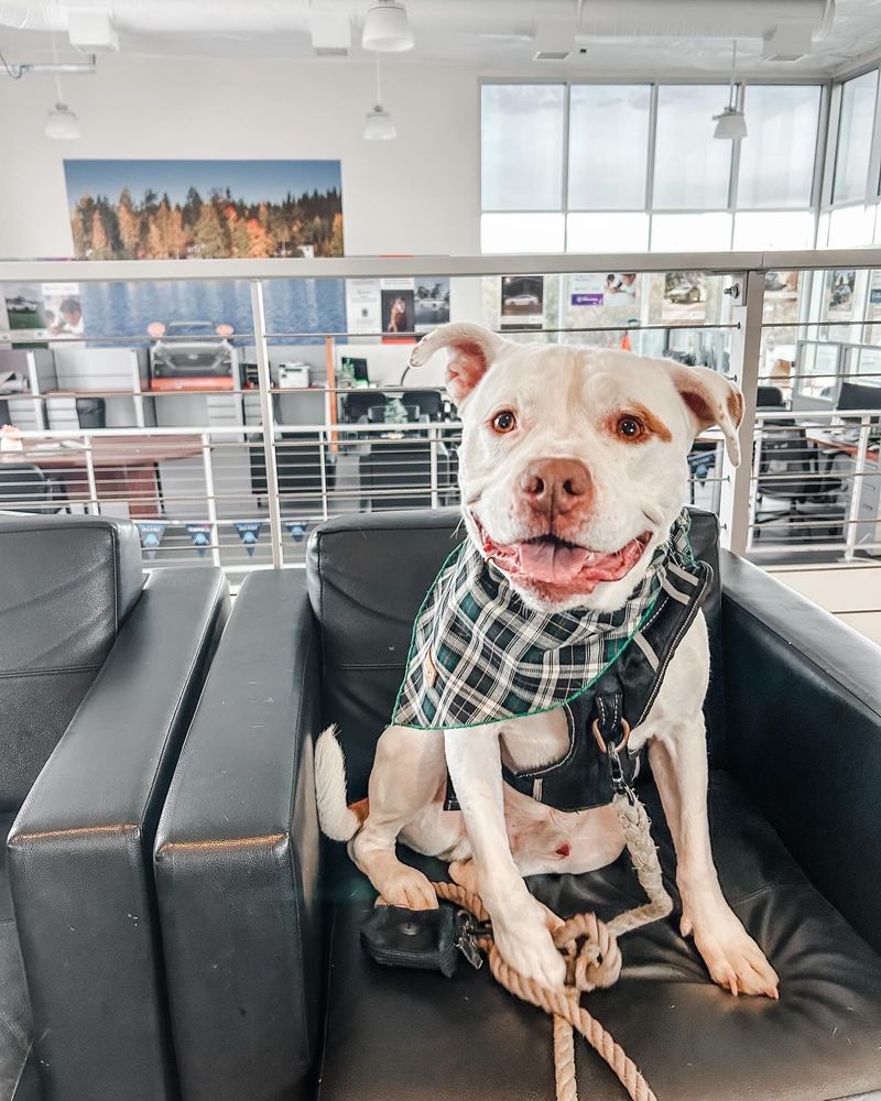 DIABLO SUBARU OF WALNUT CREEK 128 Photos & 944 Reviews 2646 N Main