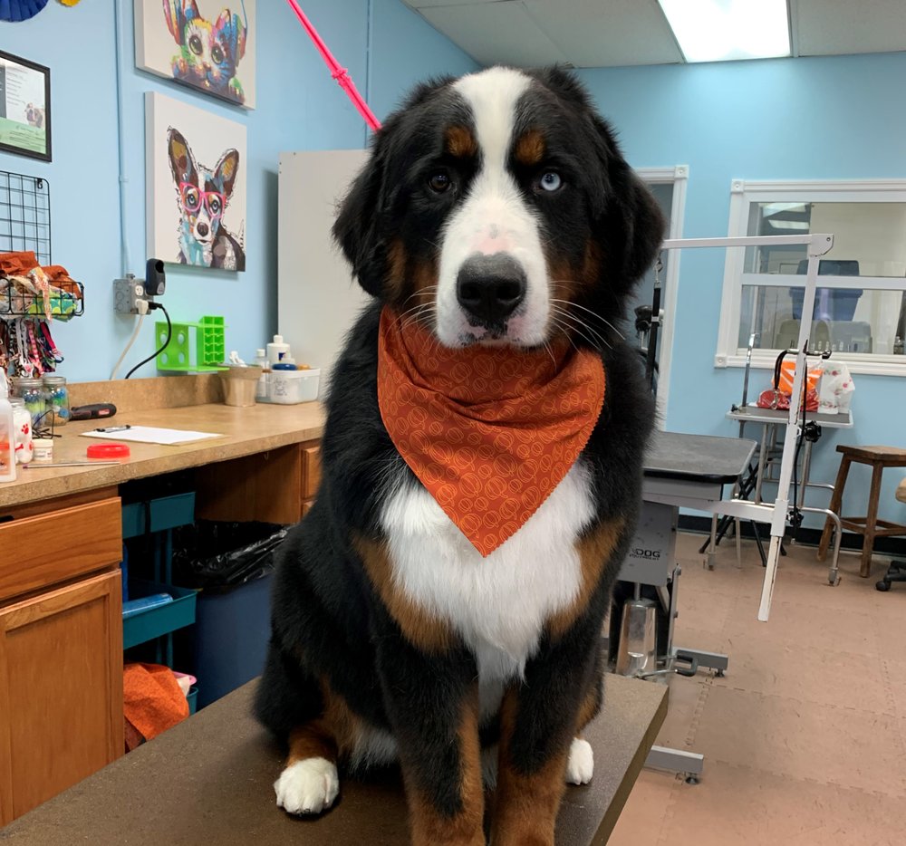 Pet Starr Salon Image
