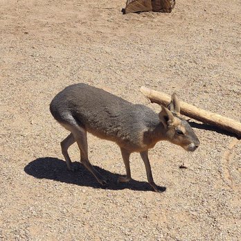 GHOST RANCH EXOTICS AND FUNNY FOOT FARM - Updated March 2026 - 56 ...