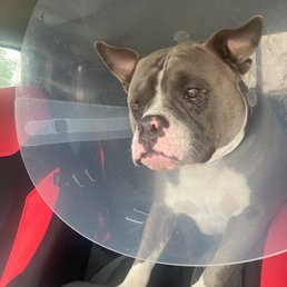 Poor Bruno tell me wtf was going on through yo head fuck ass surgeon Poor Bruno tell me wtf was going on through yo head fuck ass surgeon
