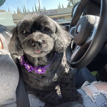 Hello Kim's Grooming - Look how cute!  Also she did not seemed stressed. - Pet Groomers Near Me - La Mirada, California