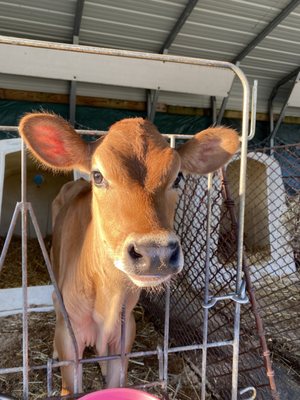 Freedom Hill Farm by null