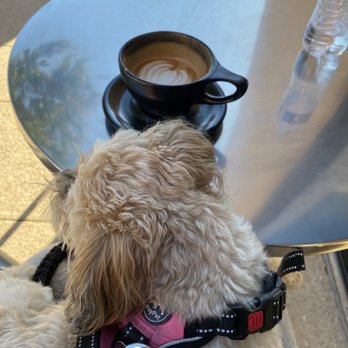 Merit Coffee - Dog friendly coffee shop. - Coffee & Tea Near Me - San Antonio, Texas Merit Coffee - Dog friendly coffee shop. - Coffee & Tea Near Me - San Antonio, Texas
