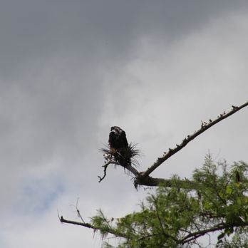 Big Cypress Bend Boardwalk - Eagle - Parks Near Me - Naples, Florida