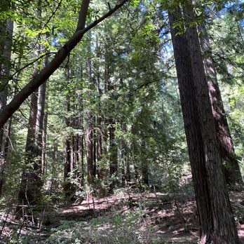 Sanborn County Park - Beautiful redwoods - Parks Near Me - Saratoga, California Sanborn County Park - Beautiful redwoods - Parks Near Me - Saratoga, California