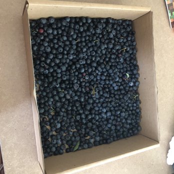 Carr's Organic Blueberry Farm - A little over 2lbs and was only $4 - Pick Your Own Farms Near Me - Olympia, Washington Carr's Organic Blueberry Farm - A little over 2lbs and was only $4 - Pick Your Own Farms Near Me - Olympia, Washington