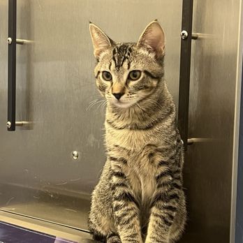 Sonoran Foothills Pet Clinic - Ringo - Veterinarians Near Me - Phoenix, Arizona Sonoran Foothills Pet Clinic - Ringo - Veterinarians Near Me - Phoenix, Arizona