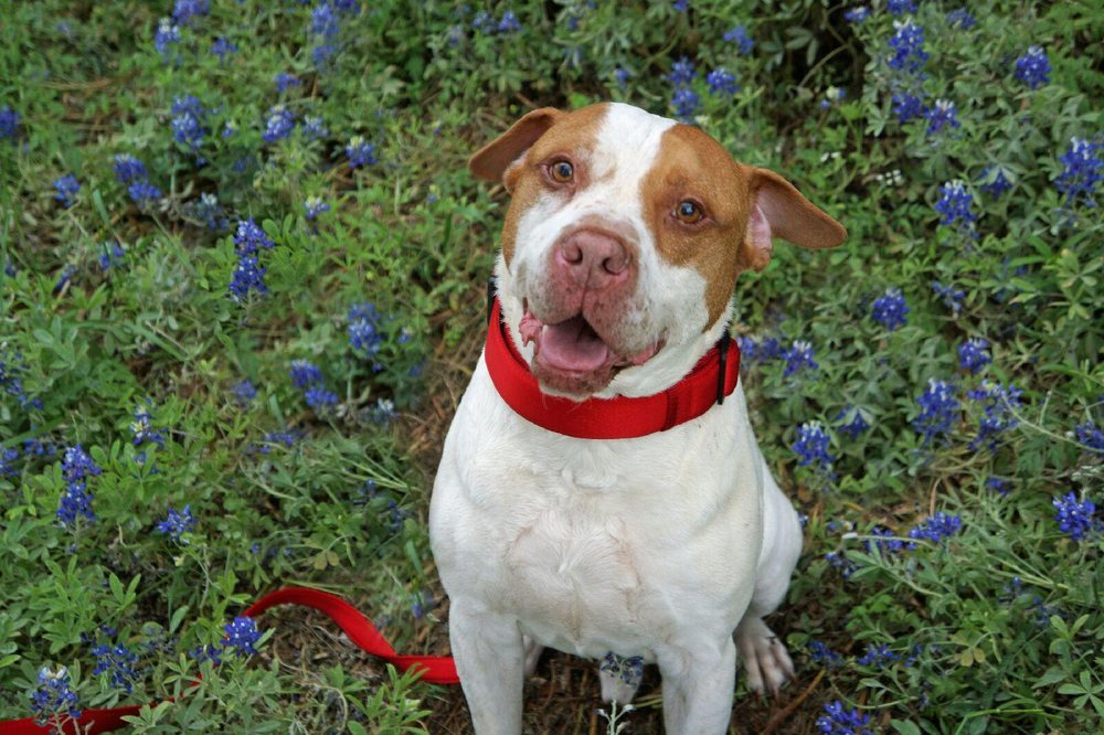 ALL THINGS PAWSOME PET SITTING Updated May 2024 Austin, Texas Pet