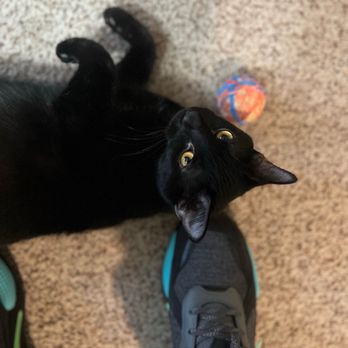 Lake Humane Society - My VERY SPOILED cat, Severus. - Animal Shelters Near Me - Mentor, Ohio