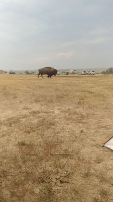 Sage Creek Campground by null