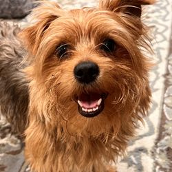 QC Canine Design Gift Greeting Cards Email, Text or Print