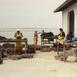 Working with the Oysters. Working with the Oysters.