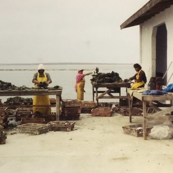 Jardines Baja - Working with the Oysters. - Hotels Near Me - Baja California, BCN Jardines Baja - Working with the Oysters. - Hotels Near Me - Baja California, BCN