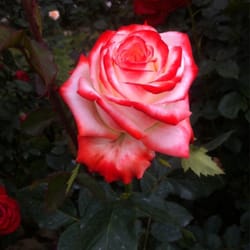 Azienda Agricola Rose Barni