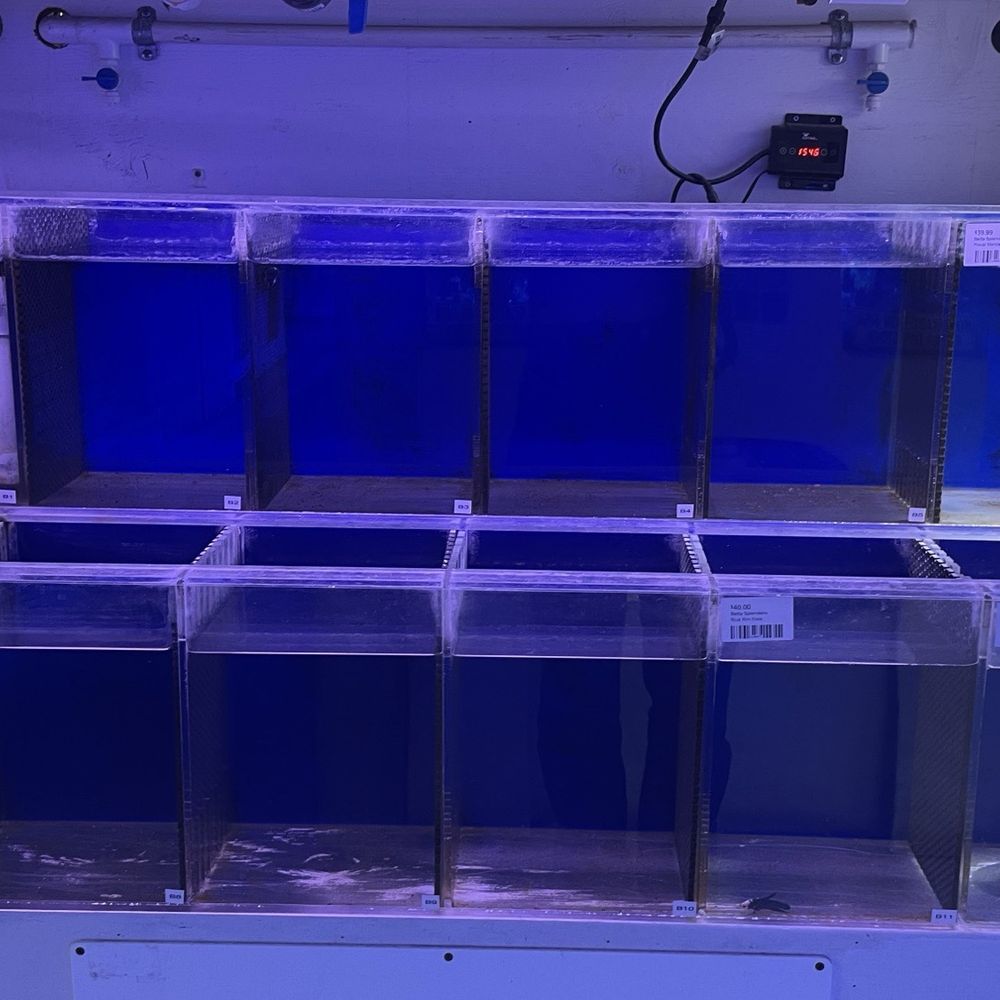 Neptune Aquatics - Betta (mostly empty) - Aquarium Services Near Me - San Jose, California Neptune Aquatics - Betta (mostly empty) - Aquarium Services Near Me - San Jose, California