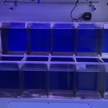 Neptune Aquatics - Betta (mostly empty) - Aquarium Services Near Me - San Jose, California