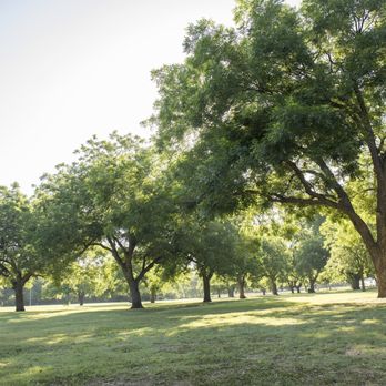 Katherine Rose Memorial Park - The center of Rose Park has vast open spaces surrounded by mature Oak trees. - Playgrounds Near Me - Mansfield, Texas Katherine Rose Memorial Park - The center of Rose Park has vast open spaces surrounded by mature Oak trees. - Playgrounds Near Me - Mansfield, Texas