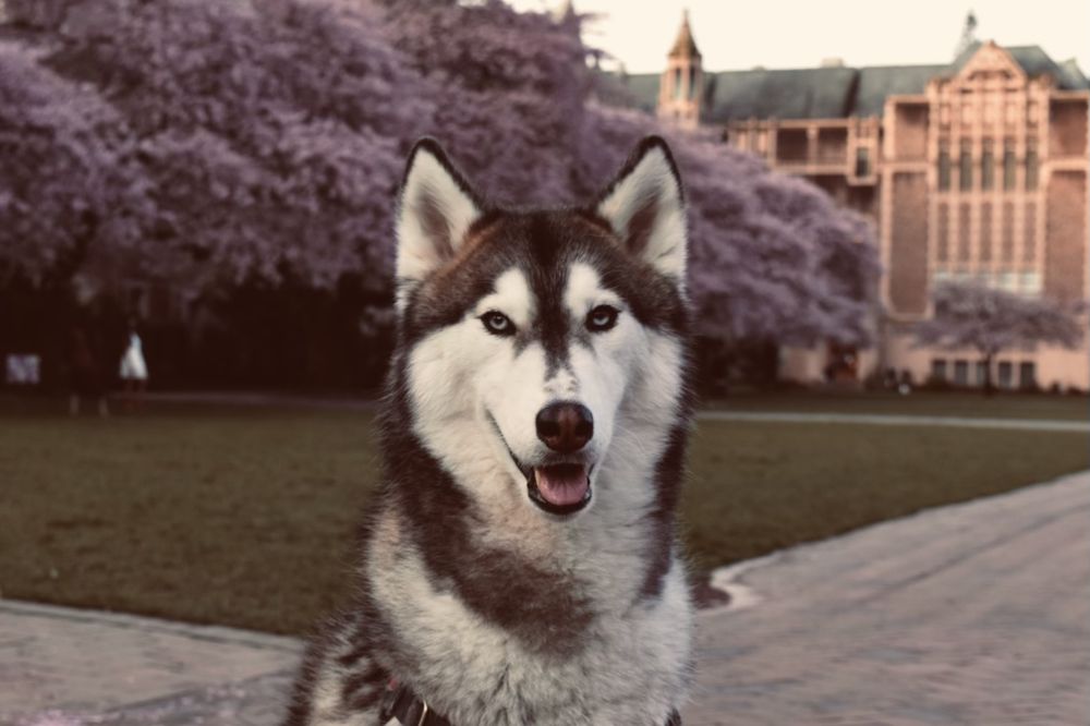 Zuri Tolentino - pet boarding facility in Seattle, WA