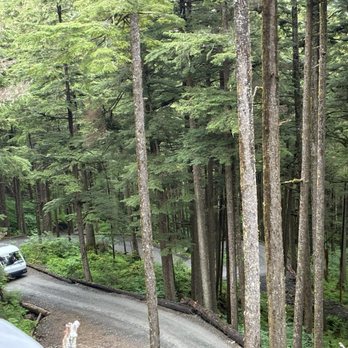 Glacier Gardens Rainforest Adventure - An incredibly steep drop the tram did - Botanical Gardens Near Me - Juneau, Alaska