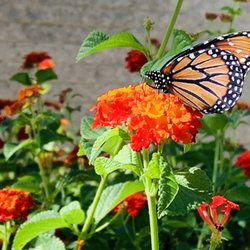 Sahuaro Ranch Park