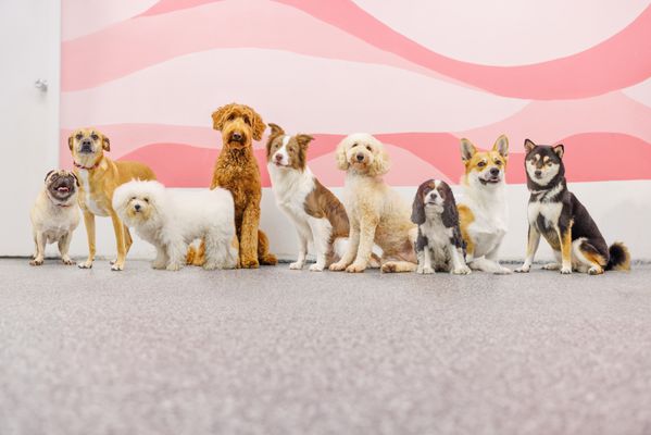 Pets in the City-Honolulu