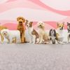 Pets in the City - Honolulu gift card