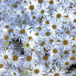 Plaza Del Lago - Mums September 2025