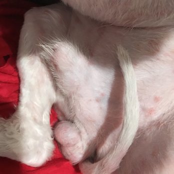 88 Pet Spa - His penis turns red and swelling after 30 minutes grooming - Pet Groomers Near Me - Reseda , California