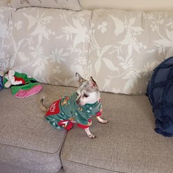 Auburn Animal Hospital - Christmas Jammies