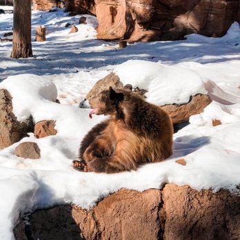 Bearizona - Bear, Ole - Zoos Near Me - Williams, Arizona Bearizona - Bear, Ole - Zoos Near Me - Williams, Arizona