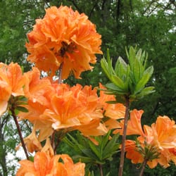 Le cimetière du Parc - Rhododendron