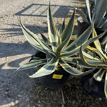 Unique Plants and Palms - Nurseries & Gardening Near Me - Jacksonville, Florida Unique Plants and Palms - Nurseries & Gardening Near Me - Jacksonville, Florida