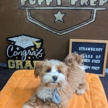 SF Puppy Prep - Pet Training Near Me - San Francisco, California SF Puppy Prep - Pet Training Near Me - San Francisco, California