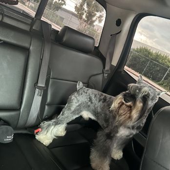 Jesse's Pet Grooming - Charlie got a shave down this time with boots - Pet Groomers Near Me - Los Angeles, California