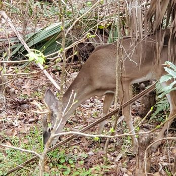 Black Bear Wilderness Area - A deer just hundreds of yards from the parking lot - Hiking Near Me - Sanford, Florida
