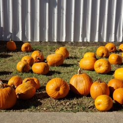 The Pumpkin Patch