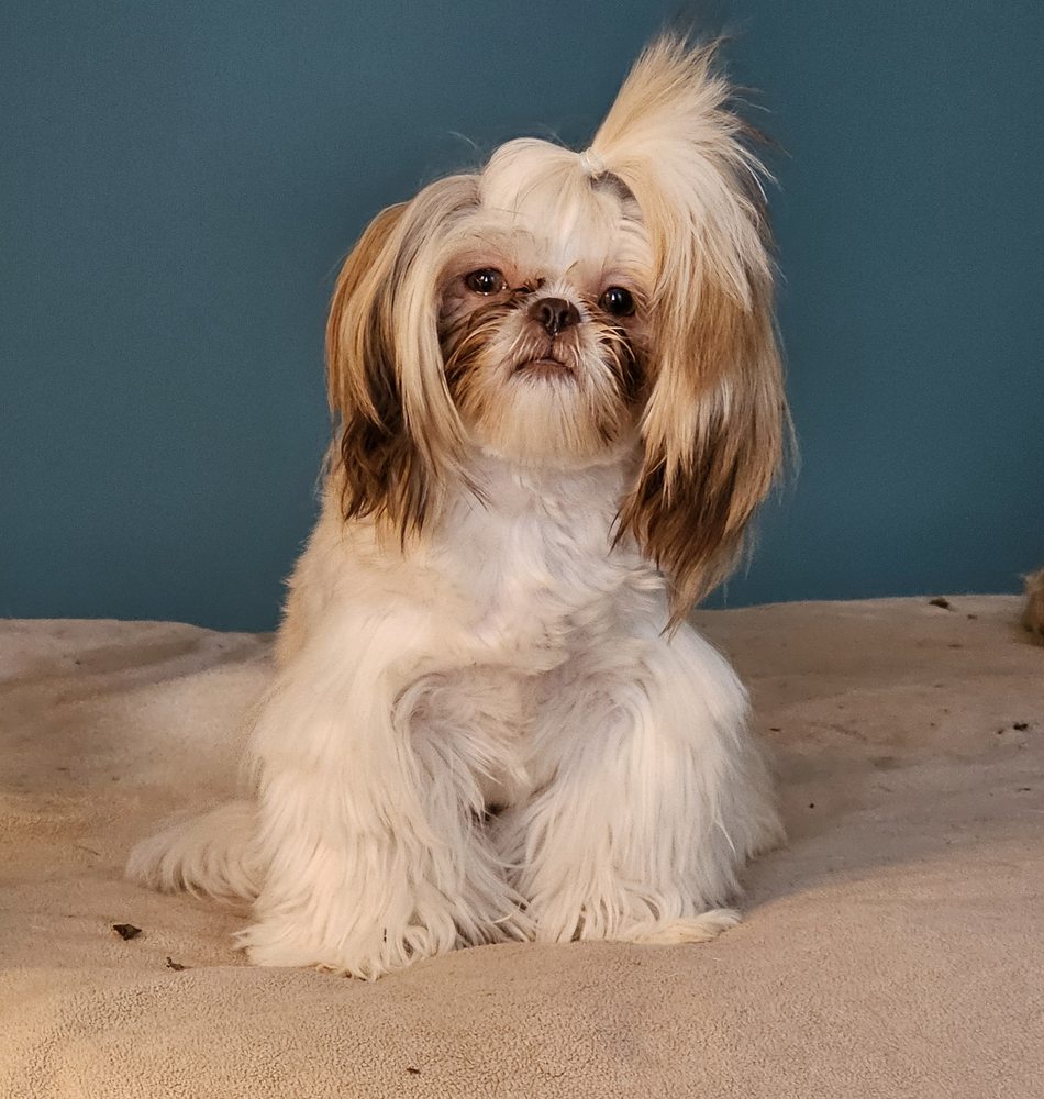 GUILLOT SHIH TZU Updated June 2024 Picayune, Mississippi Pet Breeders Phone Number Yelp