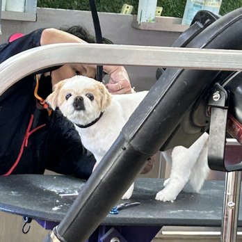Pet Haven Grooming - Wonderful care - Pet Groomers Near Me - Burbank, California
