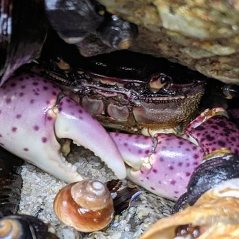 Asilomar State Beach - larger crabs in cracks and crevices - Parks Near Me - Pacific Grove, California