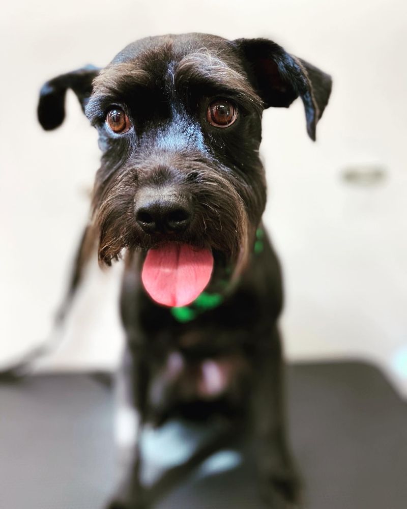 ONE STOP PET GROOMING Updated August 2024 20 Reviews 519 Five