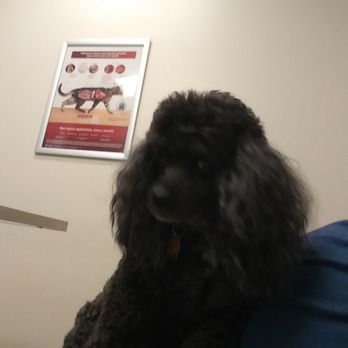 Animal Hospital Of Tampa Veterinarians Yelp