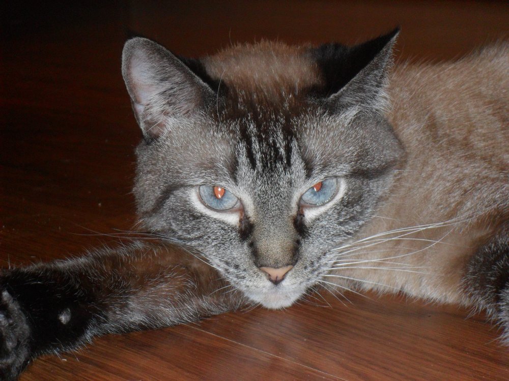 LOW COST PET VET Updated August 2024 41 Photos & 44 Reviews 3202