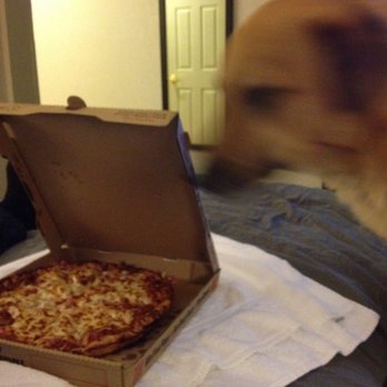 La Quinta by Wyndham Spokane North - Pizza delivery and the dogs were happy - Hotels Near Me - Spokane, Washington