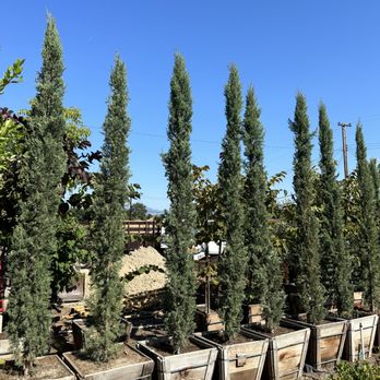 DMK Nursery - 24" Italian Cypress - Nurseries & Gardening Near Me - La Puente, California