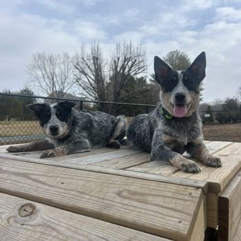 Canine Karma Training - Both siblings calmly sitting together - Pet Training Near Me Canine Karma Training - Both siblings calmly sitting together - Pet Training Near Me