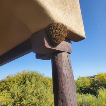 Lady Liberty Pest Control - Pest Control Near Me - Phoenix, Arizona Lady Liberty Pest Control - Pest Control Near Me - Phoenix, Arizona