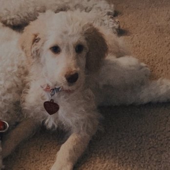 California Goldendoodle - Roxy - Pet Breeders Near Me California Goldendoodle - Roxy - Pet Breeders Near Me